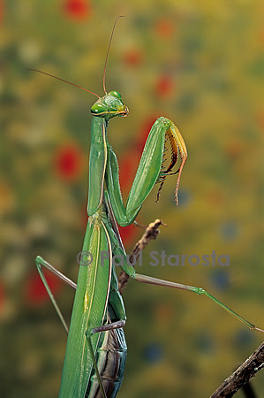 Mantis religiosa (mante religieuse)