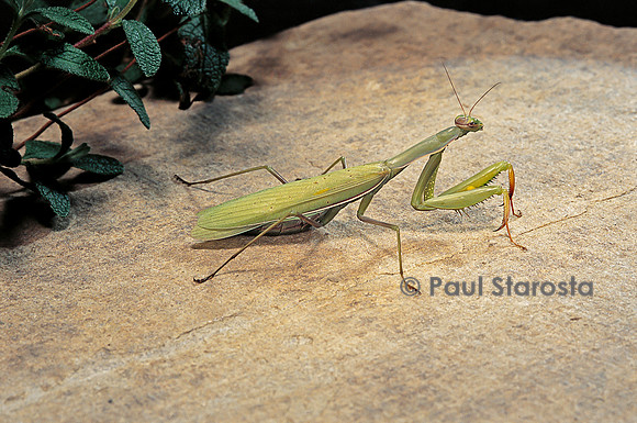 Mantis religiosa (mante religieuse)