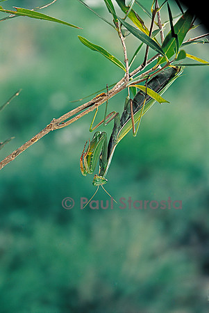 Mantis religiosa (mante religieuse)