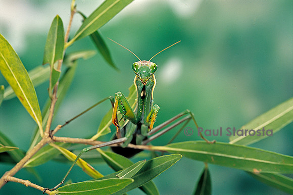 Mantis religiosa (mante religieuse)