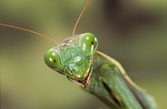 Mantis religiosa (mante religieuse) - portrait
