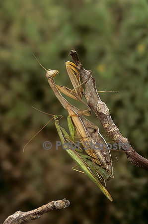 Mantis religiosa (mante religieuse) - accouplement