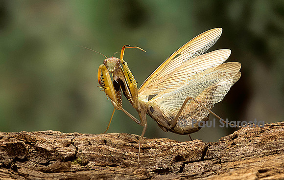 Mantis religiosa (mante religieuse) - posture d'intimidation