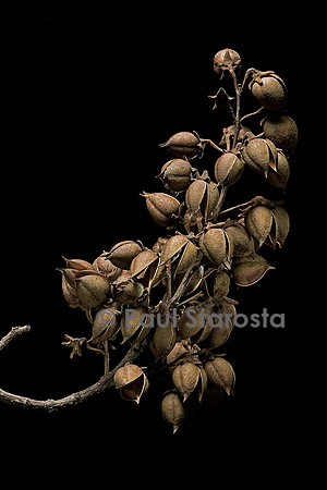 Paulownia tomentosa (paulownia)