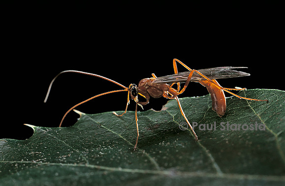 Ophion luteus (ichneumon)
