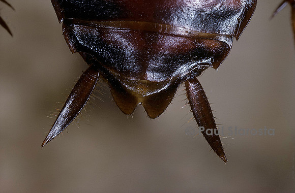 Periplaneta americana (blatte américaine) - cerques