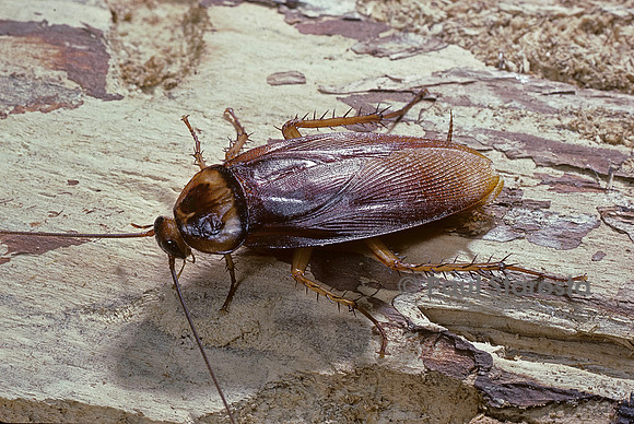 Periplaneta americana (blatte américaine)