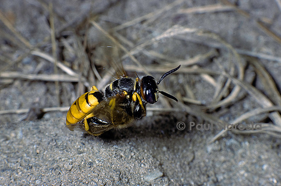 Philanthus triangulum (loup des abeilles)