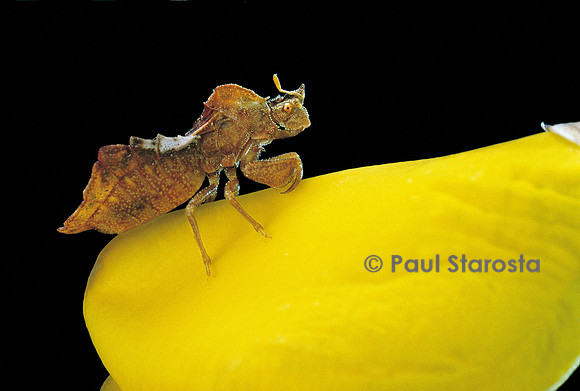 Phymata crassipes