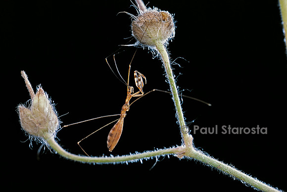 Ploiaria domestica