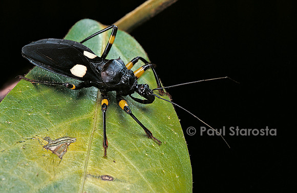 Platymeris biguttatus (réduve)