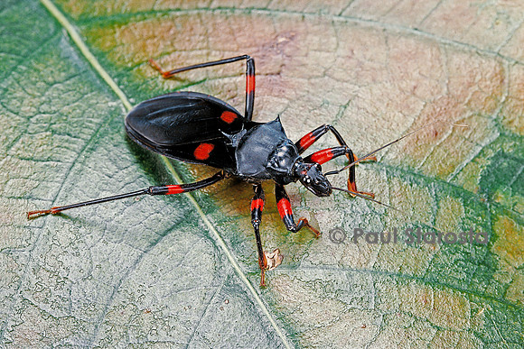 Platymeris rhadamanthus (réduve)