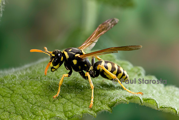 Polistes dominula (guêpe)