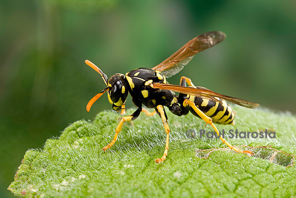 Polistes dominula (guêpe)