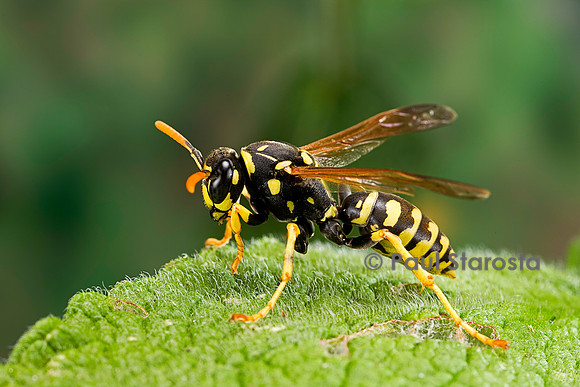 Polistes dominula (guêpe)
