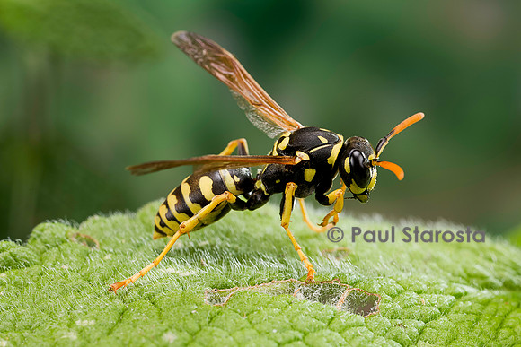 Polistes dominula (guêpe)