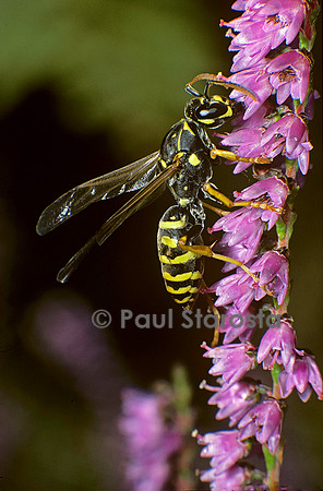 Polistes dominula (guêpe)