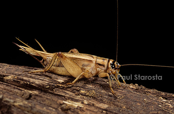 Acheta domesticus (grillon domestique)