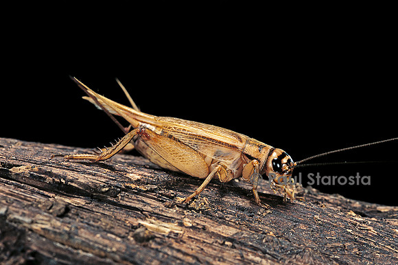 Acheta domesticus (grillon domestique)