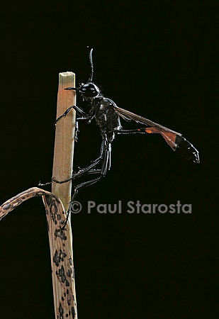 Ammophila sabulosa (ammophile, guêpe des sables)