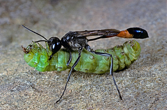 Ammophila sabulosa (ammophile) - avec sa proie