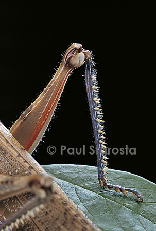 Anacridium aegyptium (criquet égyptien) - patte arrière