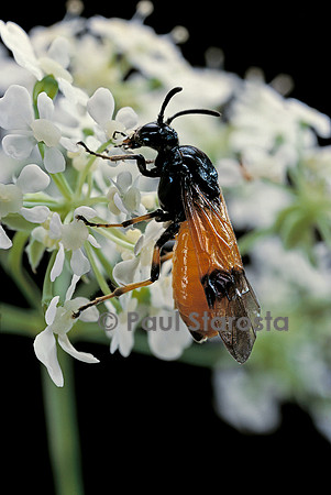 Arge cyanocrocea (mouche à scie)
