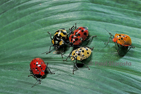 Augocoris gomesii
