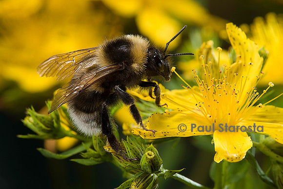 Bombus hortorum (bourdon des jardins)