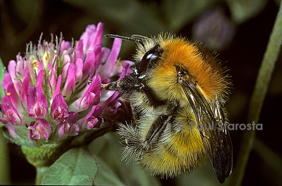 Bombus pascuorum (bourdon)