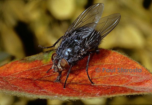 Calliphora vicina (mouche bleue)