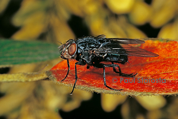 Calliphora vicina (mouche bleue)