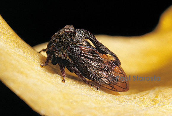 Centrotus cornutus (demi-diable)