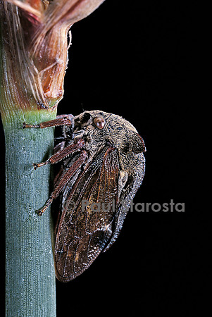 Centrotus cornutus (membracide)