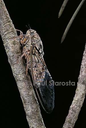 Cicada orni (cigale de l’orne)