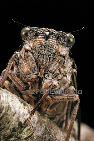 Cicada orni (cigale de l'orne)