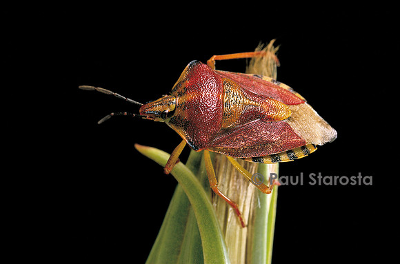 Codophila varia