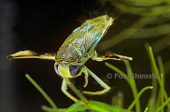 Corixa sp. (corise)