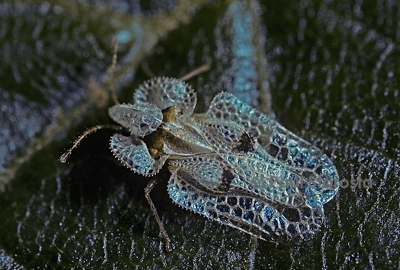 Corythucha ciliata (tigre du platane)