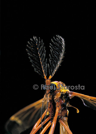 Ctenophora ornata (tipule ornée)