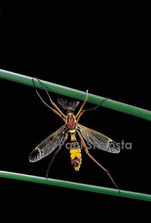 Ctenophora ornata (tipule ornée)