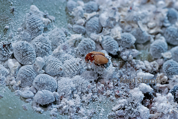 Dactylopius coccus (cochenille du cactus) - parasitée
