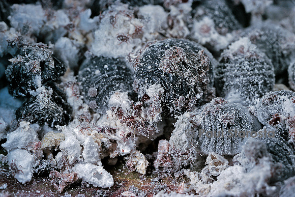 Dactylopius coccus (cochenille du cactus)