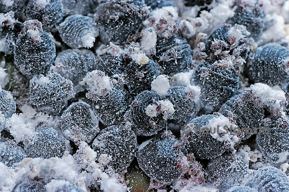 Dactylopius coccus (cochenille du cactus)