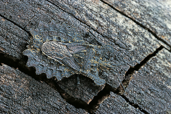 Dysodius lunatus