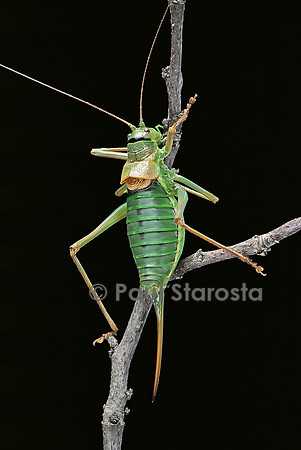 Ephippiger ephippiger (éphippigère)
