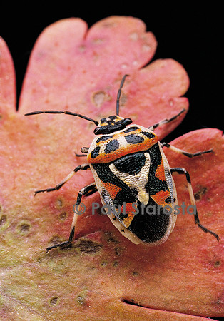 Eurydema ornatum