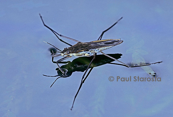 Gerris lacustris (araignée d'eau)