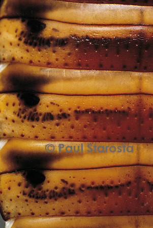 Gromphadorhina portentosa (blatte)