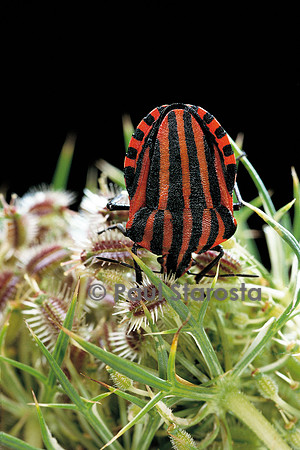 Graphosoma italicum (graphosome italien)